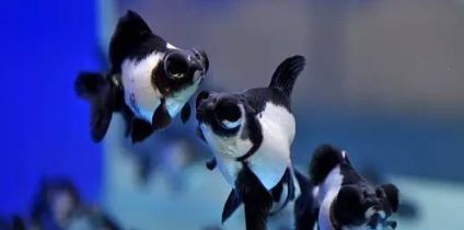 海水熊貓龍魚（海水熊貓龍魚在人工環境下需要滿足一定的飼養要求）