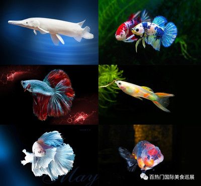 養(yǎng)金龍魚一定要海水養(yǎng)嗎（關(guān)于金龍魚養(yǎng)殖環(huán)境的一些詳細(xì)信息）