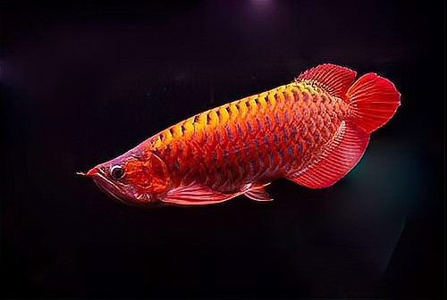 龍魚立鱗發色需要多長時間？