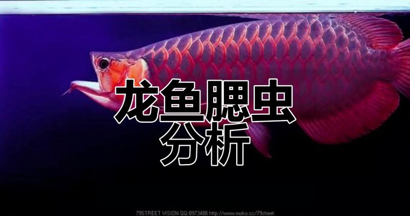 如何判斷龍魚是否復發真菌病？