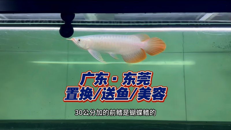 紅龍魚交易群有收費的嗎？