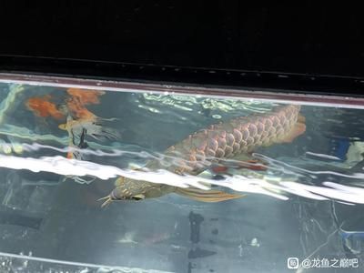 龍魚鱗片撞掉了能長出來么：龍魚的鱗片撞掉后能否長出來