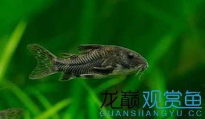 龍魚配什么清潔魚最好養，幾種適合與龍魚混養的清潔魚