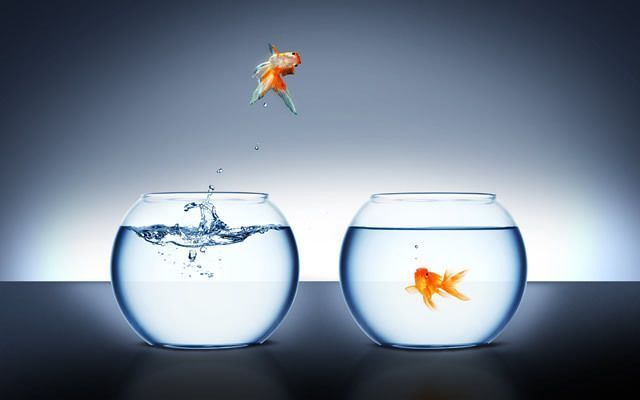 龍魚配什么清潔魚最好養，幾種適合與龍魚混養的清潔魚