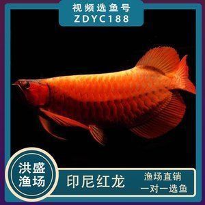 龍魚配什么清潔魚最好養，幾種適合與龍魚混養的清潔魚