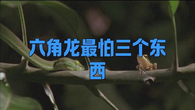 六角龍放生后會被哪些天敵捕食？