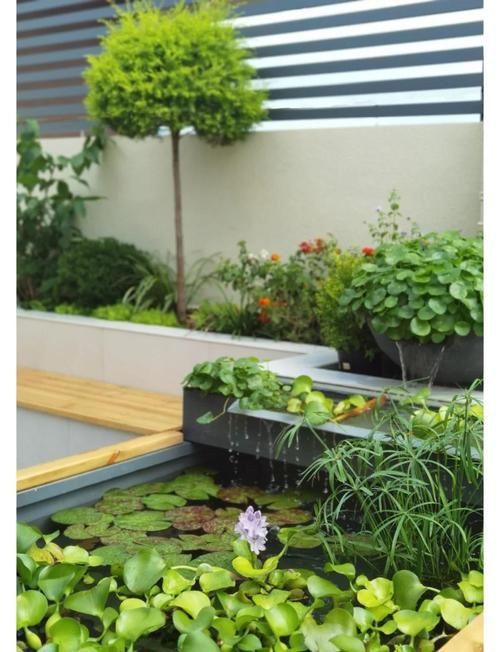 露臺魚池設計實景圖
