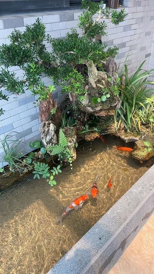 露臺魚池設計實景圖