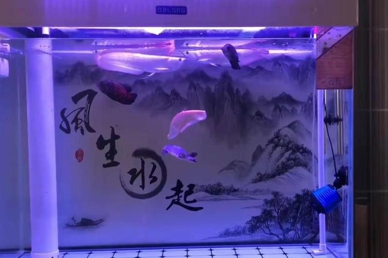 龍魚可以和烏龜混養嗎