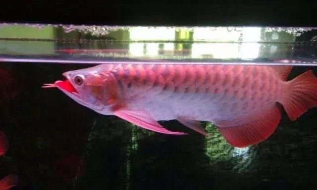 怎么樣培養龍魚膽量（如何培養龍魚的膽量）