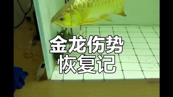 龍魚跳缸后內傷怎么辦