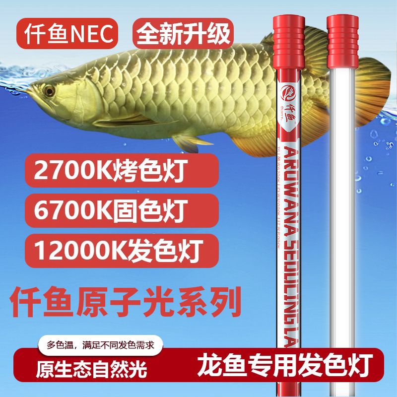 龍魚烤色燈有用嗎：龍魚烤色燈對龍魚的發色有用嗎，龍魚烤色燈有用嗎