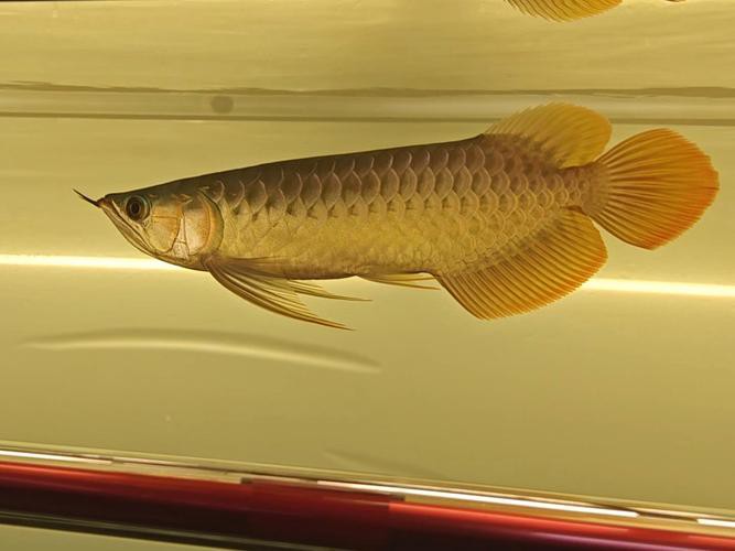 金龍魚燈光位置示意圖高清