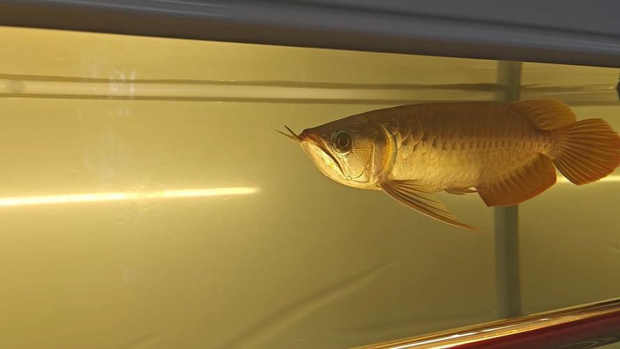 金龍魚燈光位置示意圖高清