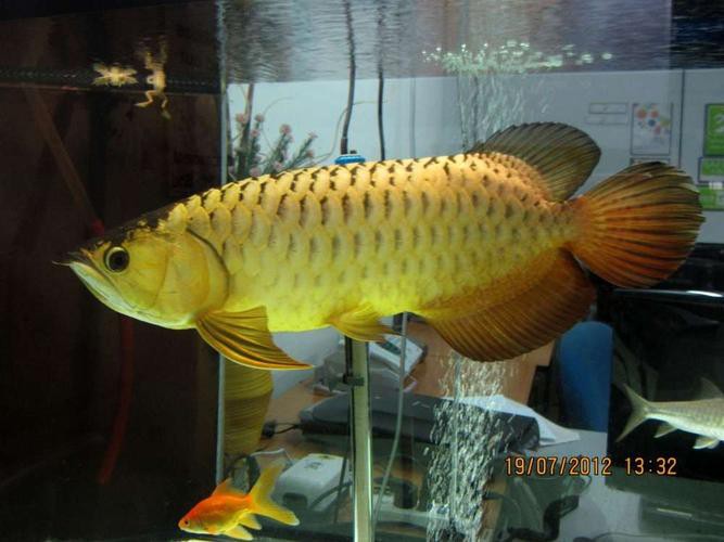 金龍魚燈光位置示意圖高清