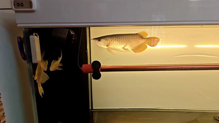 金龍魚燈光位置示意圖高清