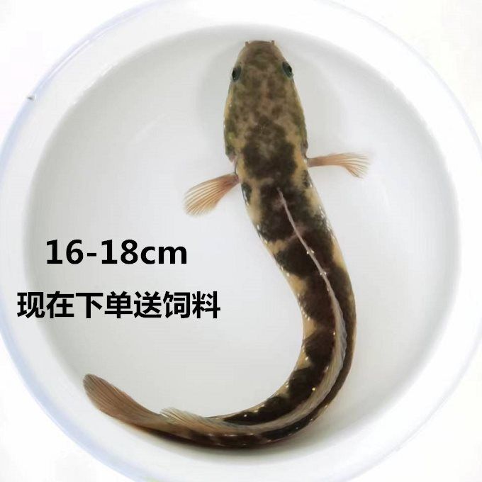 雷龍魚會吃金魚嗎（雷龍魚會吃金魚嗎，）