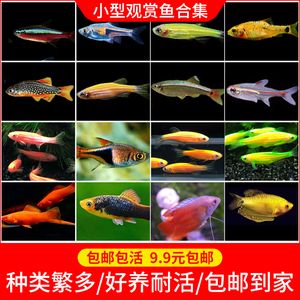 常見的淡水觀賞魚小魚種類：常見的淡水觀賞魚小魚種類介紹