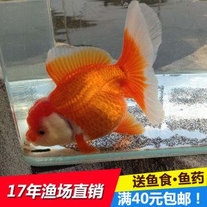 常見的淡水觀賞魚小魚種類：常見的淡水觀賞魚小魚種類介紹