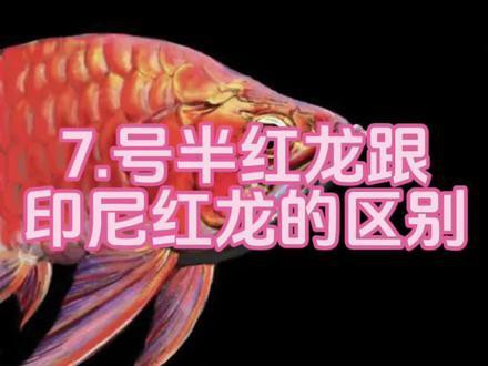 新加坡紅龍魚圖片高清大全視頻