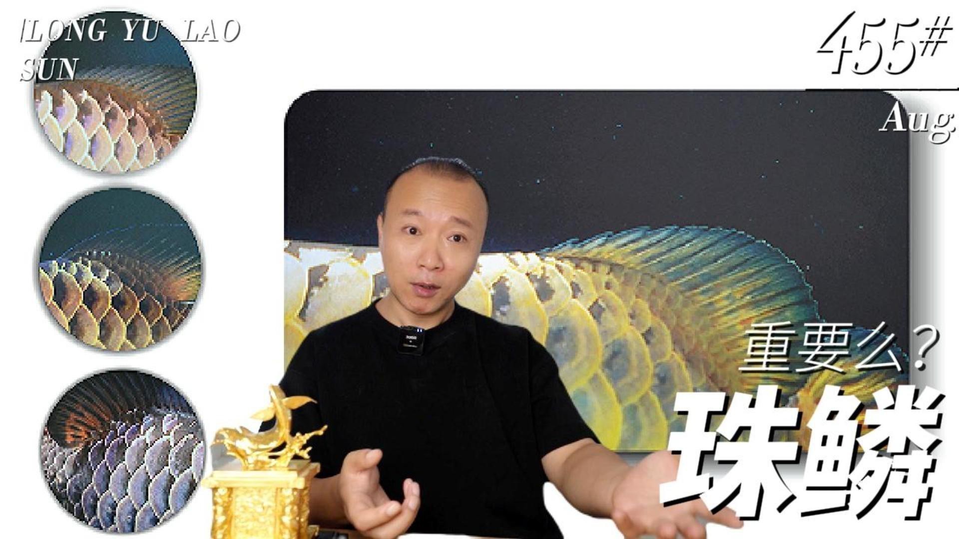 六排全亮過背金龍多久珠鱗全亮？