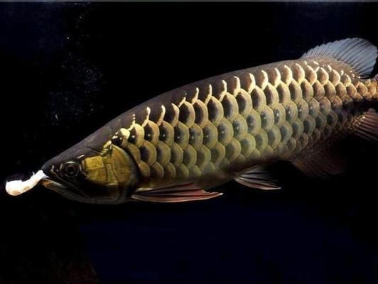 什么樣金龍魚是好的（如何挑選一只好的金龍魚）