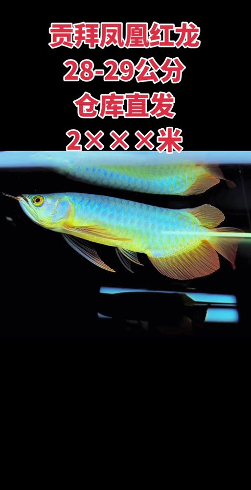 給我一些鳳凰紅龍魚品相圖