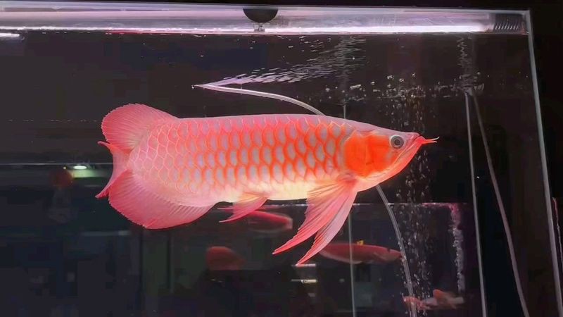 給我一些鳳凰紅龍魚品相圖