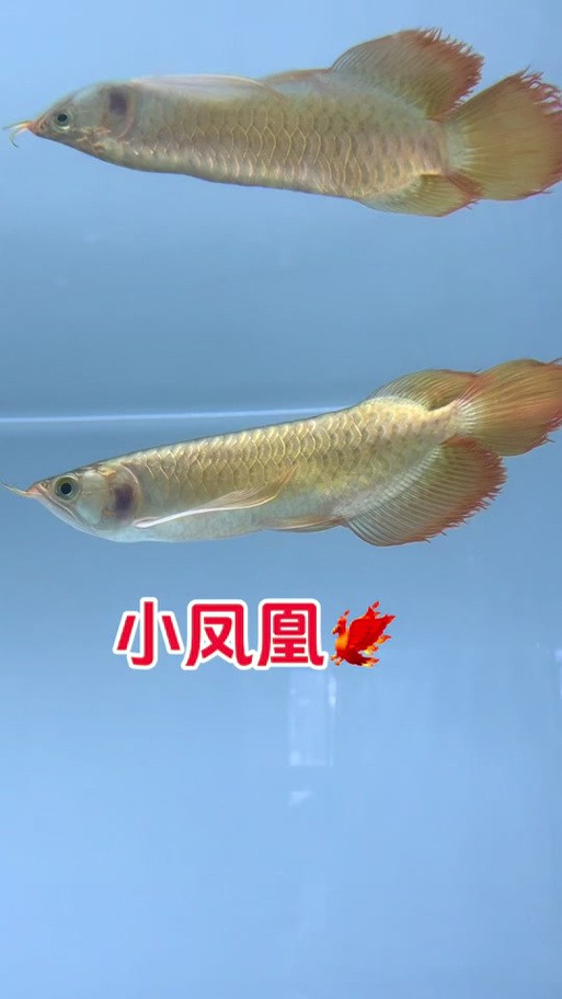 給我一些鳳凰紅龍魚品相圖