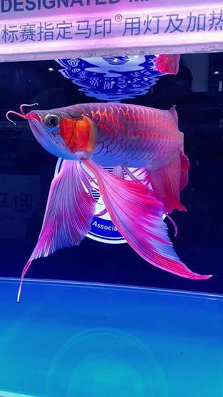 給我一些鳳凰紅龍魚品相圖