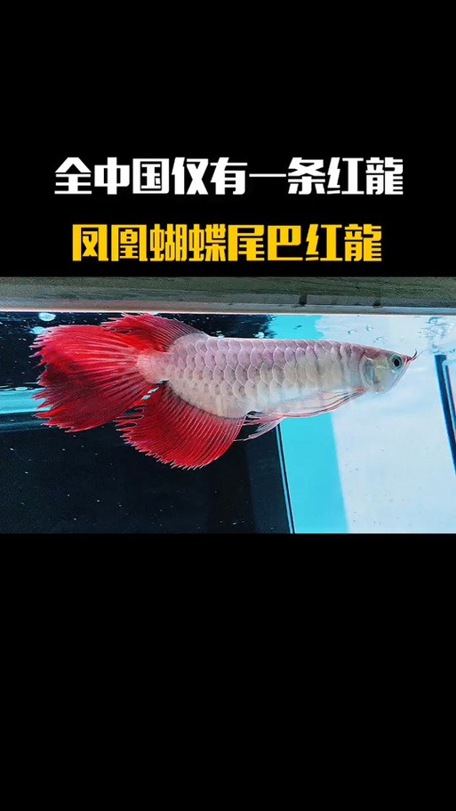 給我一些鳳凰紅龍魚品相圖