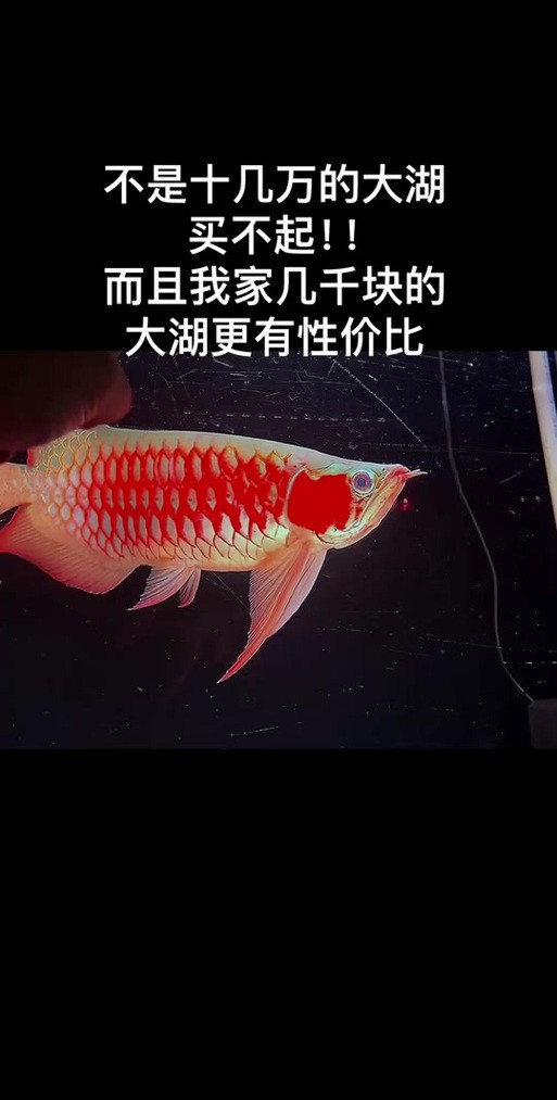 給我一些鳳凰紅龍魚品相圖