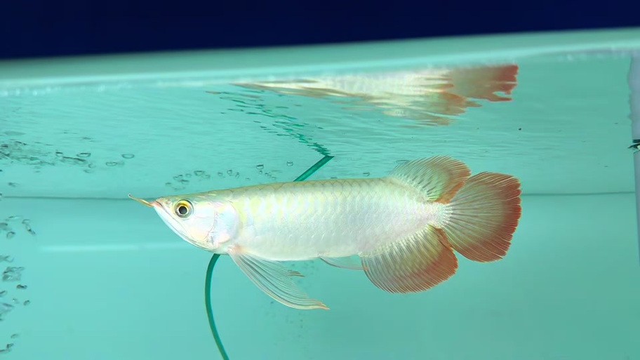 給我一些鳳凰紅龍魚品相圖