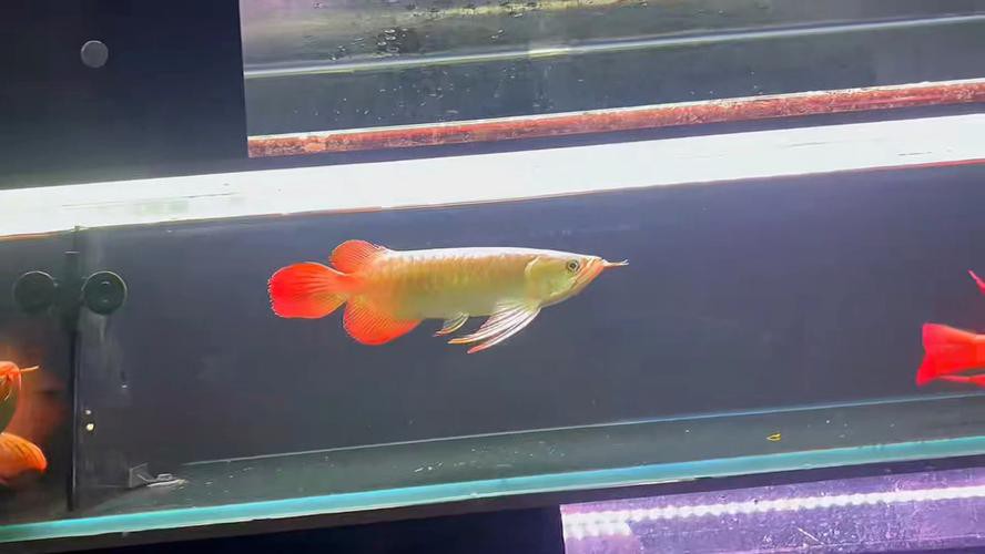 給我一些鳳凰紅龍魚品相圖