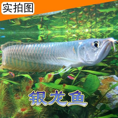 銀龍魚苗常見疾病預防：銀龍魚苗養殖過程中常見疾病的預防是提高成活率和養殖效益的關鍵