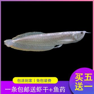 銀龍魚苗常見疾病預防：銀龍魚苗養殖過程中常見疾病的預防是提高成活率和養殖效益的關鍵