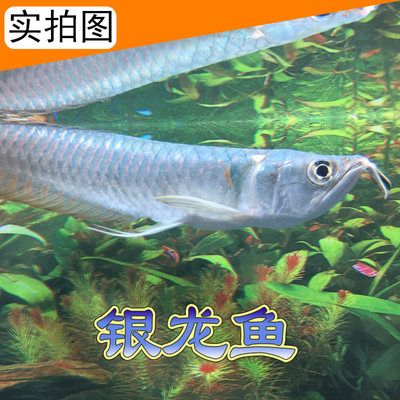 銀龍魚苗常見疾病預防：銀龍魚苗養殖過程中常見疾病的預防是提高成活率和養殖效益的關鍵