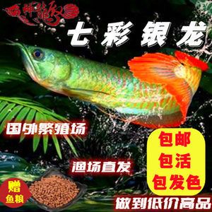 銀龍魚苗常見疾病預防：銀龍魚苗養殖過程中常見疾病的預防是提高成活率和養殖效益的關鍵