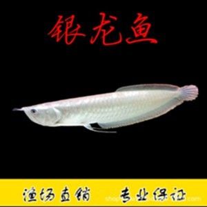 銀龍魚苗常見疾病預防：銀龍魚苗養殖過程中常見疾病的預防是提高成活率和養殖效益的關鍵