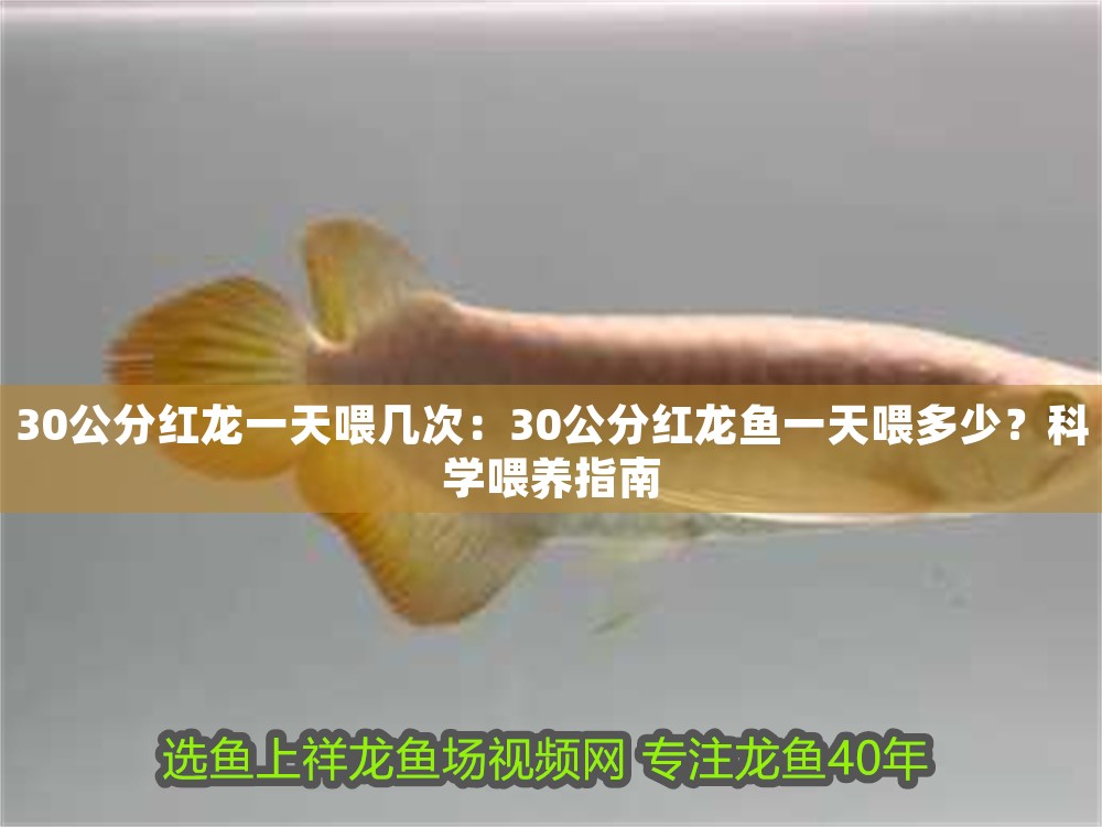 30公分紅龍一天喂幾次：30公分紅龍魚一天喂多少？科學喂養指南