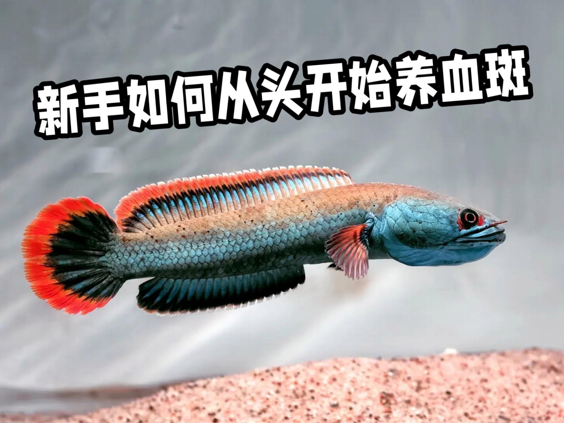 如何預防雷龍魚凸眼病？