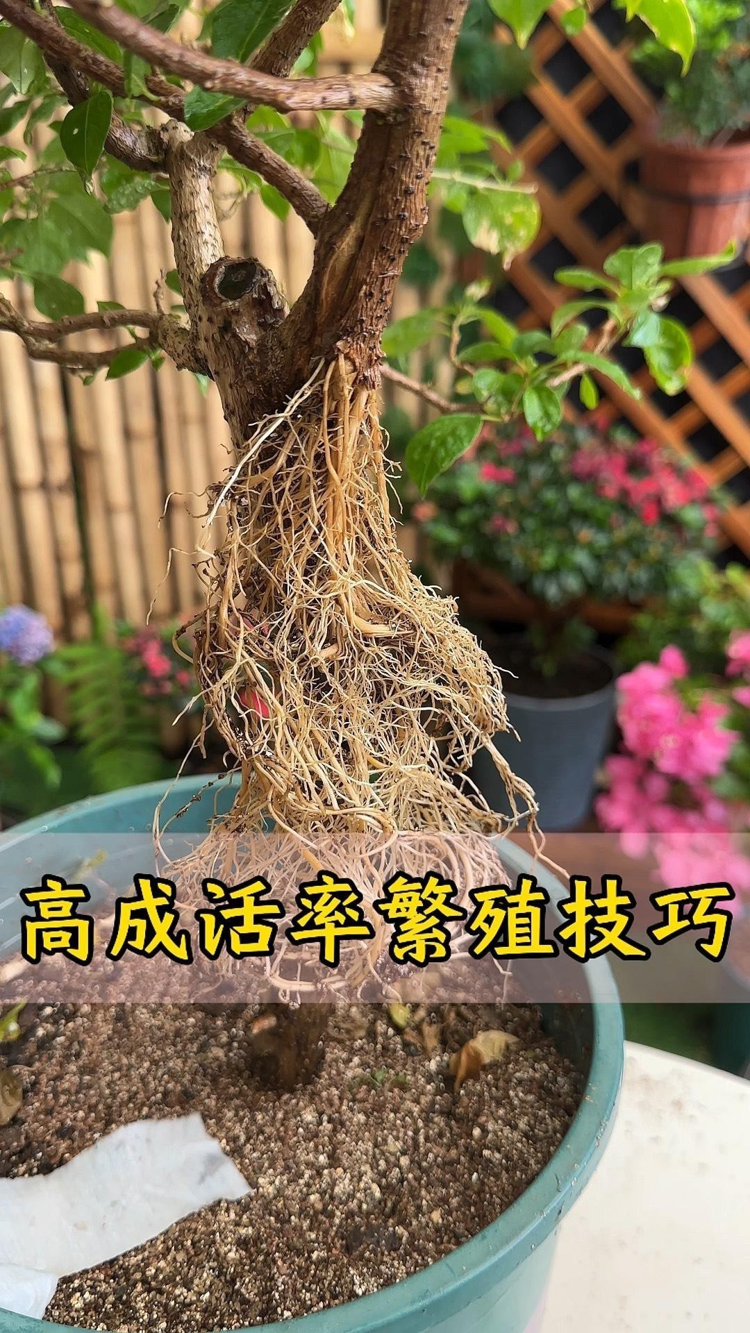 能否提供更詳細的繁殖步驟？