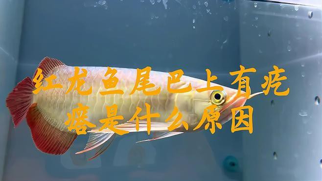 如何判斷紅龍魚是否生病