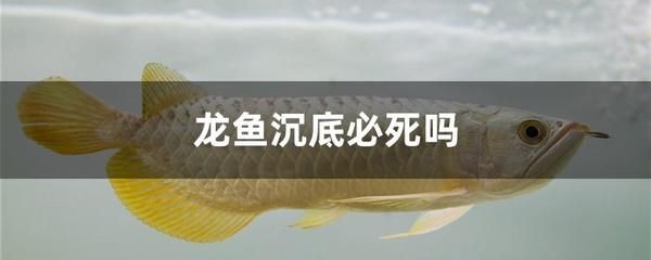 龍魚沉底會自己恢復嗎：龍魚沉底是否能夠自我恢復