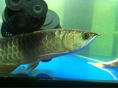 龍魚沉底會自己恢復嗎：龍魚沉底是否能夠自我恢復