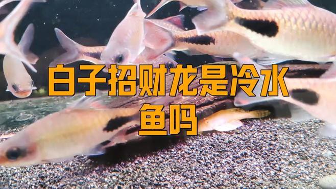 養紅龍魚需要注意什么問題和細節（養紅龍魚需要注意什么問題和細節呢）
