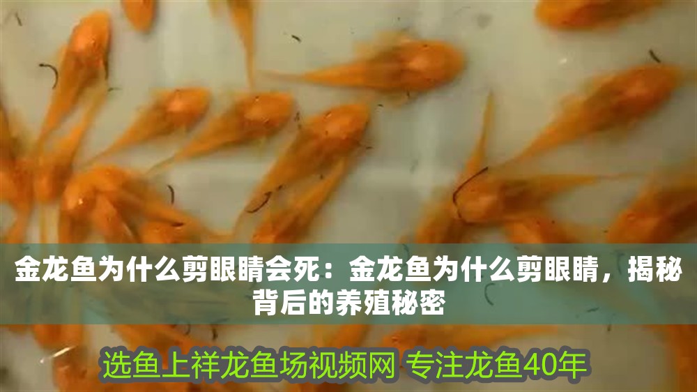 金龍魚為什么剪眼睛會(huì)死：金龍魚為什么剪眼睛，揭秘背后的養(yǎng)殖秘密