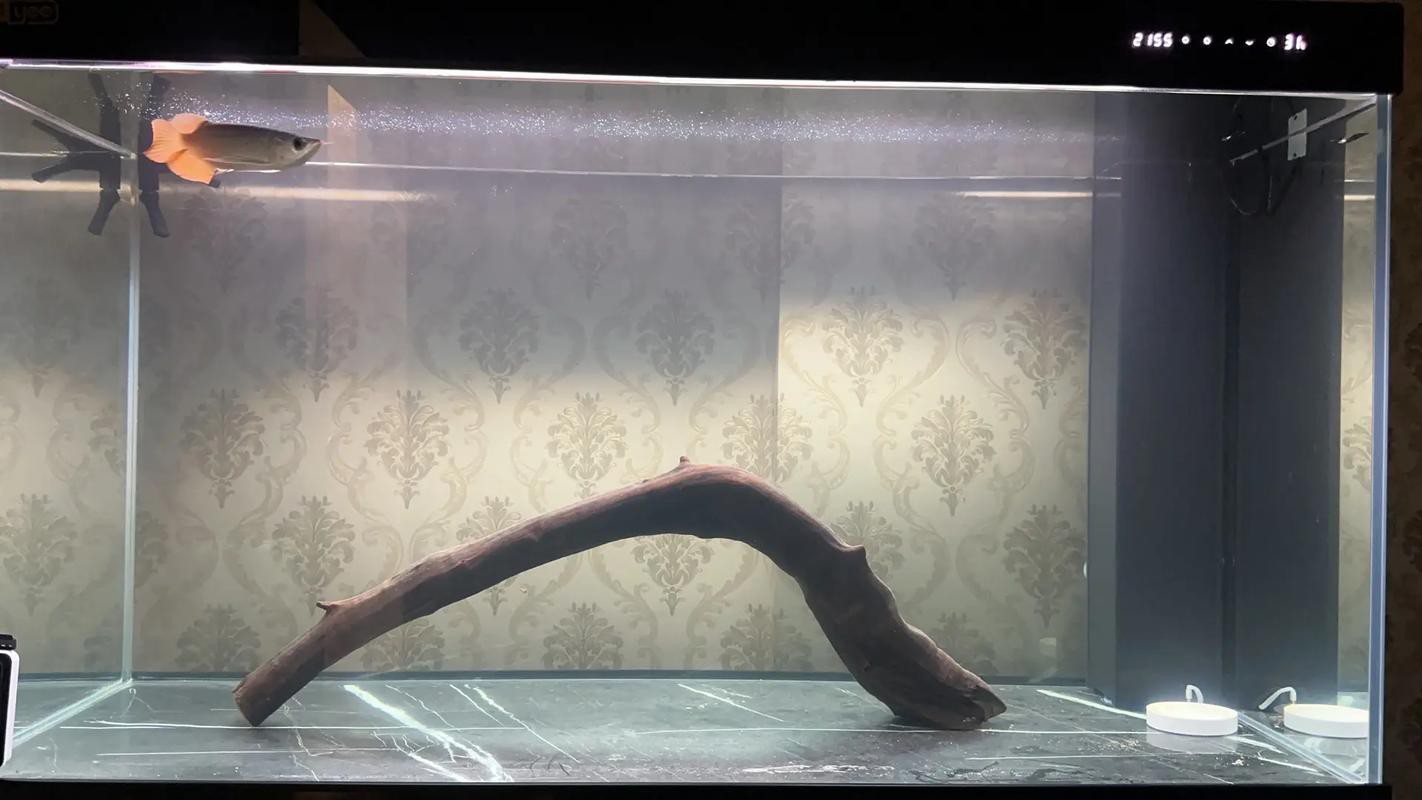 虎魚和龍魚混養溫度多少合適啊圖片