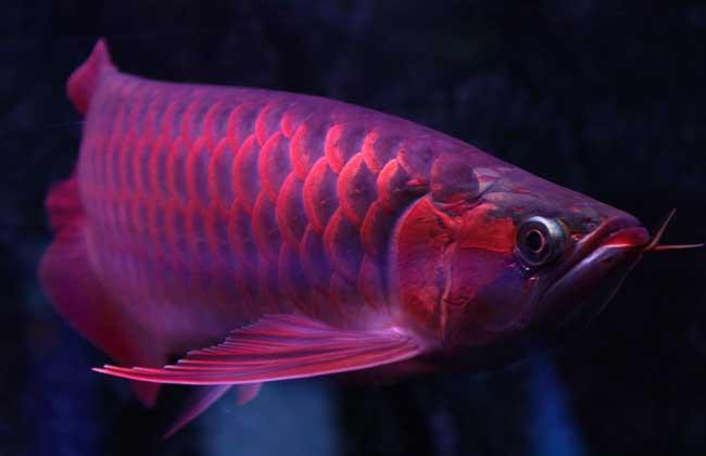虎魚和龍魚混養溫度多少合適啊圖片