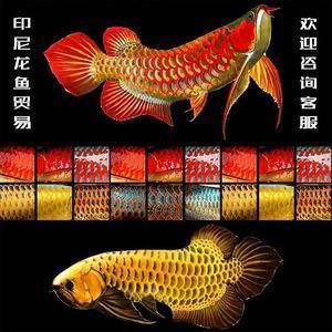 金龍魚與銀龍魚，金龍魚與銀龍魚混養注意事項